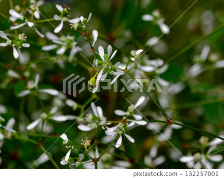 Diamond Frost, a garden plant of the Euphorbiaceae family Diamond Frost, a garden plant of the Euphorbiaceae family 132257001