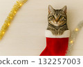 貓咪在紅色聖誕襪，金銀花環 132257003