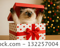 貓咪從聖誕禮物盒探出頭來 布娃娃聖誕禮物 132257004