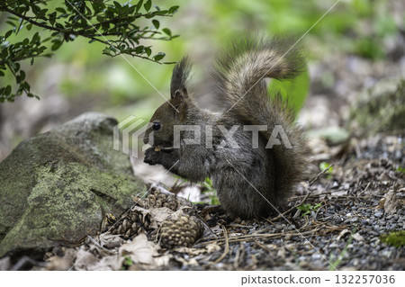 春季北海道松鼠漫步 132257036
