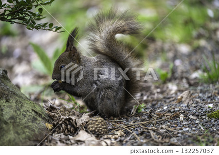 春季北海道松鼠漫步 132257037