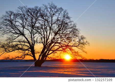 Winter Sunrise Toyokoro Town Japanese elm tree Winter Sunrise Toyokoro Town Japanese elm tree 132257109