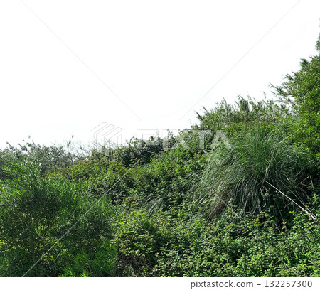 Greenery grows in rural wilderness. Dense overgrown vegetation of shrubs, bushes and grasses forms Greenery grows in rural wilderness. Dense overgrown vegetation of shrubs, bushes and grasses forms 132257300