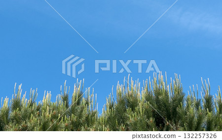 Pine tree rises in scenic landscape. Young green coniferous Pinus pinea with fresh shoots stands 132257326