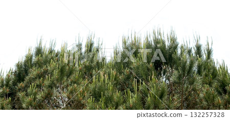 Pine tree stands isolated on white background. Young umbrella pine with fresh green coniferous 132257328