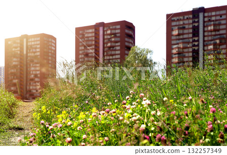Wildflowers bloom in urban meadow. Clover field with green grass and pink yellow flowers contrasts 132257349