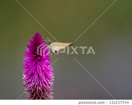 一隻德國弄蝶科（Hesperiidae）的弄蝶（♀）正在探訪日本月桂樹的花朵 132257554