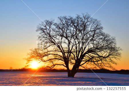 冬日日出豐公頃町榆樹 132257555