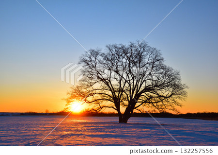 冬日日出豐公頃町榆樹 冬日日出豐公頃町榆樹 132257556