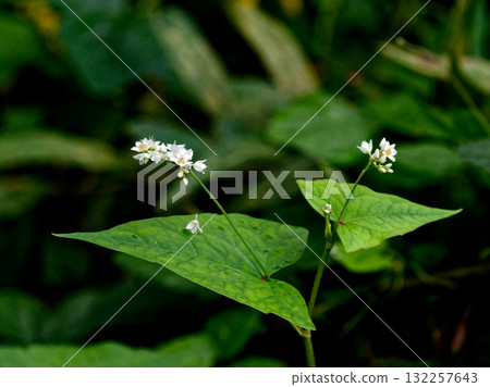 Small white flowers of Polygonaceae 132257643