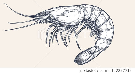 Shrimp, seafood, sketch. Vintage retro print, seafood shrimp prawn sketch, sea life, ink pencil style drawing, engrave old school sketch, hand drawn. Sketch artwork shrimp. Vector Illustration Shrimp, seafood, sketch. Vintage retro print, seafood shrimp prawn sketch, sea life, ink pencil style drawing, engrave old school sketch, hand drawn. Sketch artwork shrimp. Vector Illustration 132257712