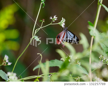 Honey-sucking butterfly of the traveling butterfly Nymphalidae Honey-sucking butterfly of the traveling butterfly Nymphalidae 132257789