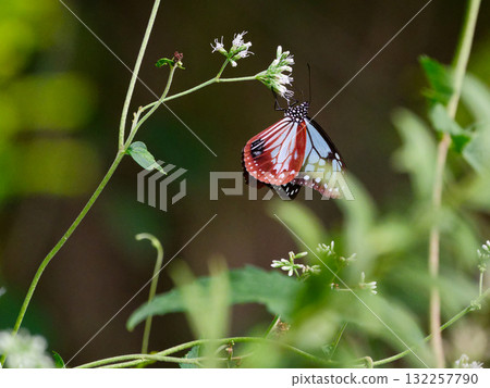 Honey-sucking butterfly of the traveling butterfly Nymphalidae 132257790