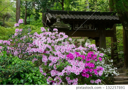 Azalea in front of the temple gate at Jochiji Temple in Kita-Kamakura Azalea in front of the temple gate at Jochiji Temple in Kita-Kamakura 132257891