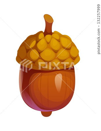 Cartoon autumn fall season acorn, oak tree seed. Isolated vector forest vegetation plant, fallen wood foliage. Woodland plant, brown nut from the oak tree, feature glossy shell and bumpy cap 132257999