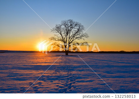 冬日日出北海道榆樹 132258013