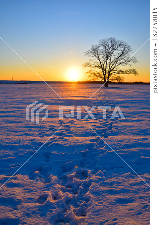 冬日日出北海道榆樹 132258015