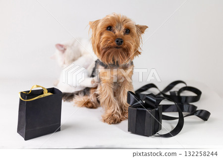 Cute Dog With Gift Boxes and a Playful Kitten Ready for Black Friday Shopping Fun Cute Dog With Gift Boxes and a Playful Kitten Ready for Black Friday Shopping Fun 132258244