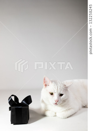 White Cat Sits Next To A Small Black Gift Box Against White Background White Cat Sits Next To A Small Black Gift Box Against White Background 132258245