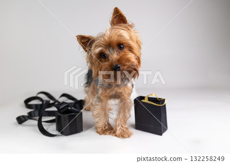 Yorkie Dog Poses Near Black Gift Box and Bag Against Neutral Background 132258249