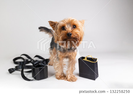Yorkshire Terrier Stands Near Black Friday Shopping Items on White Background Yorkshire Terrier Stands Near Black Friday Shopping Items on White Background 132258250