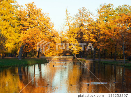 Tranquil pond surrounded by trees with golden autumn leaves. Natural fall background. Beautiful seasonal landscape. Alexandrovsky Park in Tsarskoe Selo Pushkin , Saint-Petersburg, Russia. Tranquil pond surrounded by trees with golden autumn leaves. Natural fall background. Beautiful seasonal landscape. Alexandrovsky Park in Tsarskoe Selo Pushkin , Saint-Petersburg, Russia. 132258297