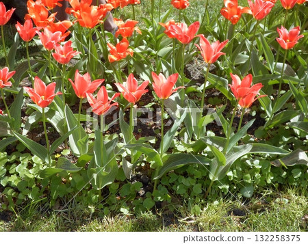 Bright Red Tulip Border Along a Grassy Path with Shady Trees in Spring 132258375