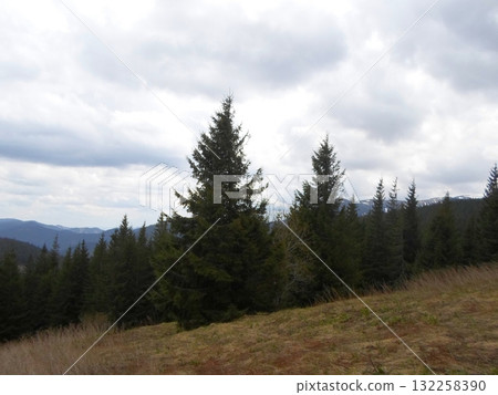Evergreen Hillside with Distant Snow Capped Mountains Under Cloudy Sky 132258390