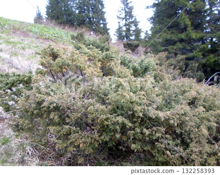 Evergreen Shrub on Hillside with Tall Trees and Distant Forest Background Evergreen Shrub on Hillside with Tall Trees and Distant Forest Background 132258393