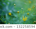 Coreopsis thunbergii, an early summer flower swaying lightly in the breeze 132258594