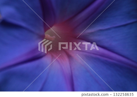 Morning glory pistil close-up Morning glory pistil close-up 132258635