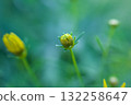Helenium japonica buds, early summer flowers swaying lightly in the breeze 132258647