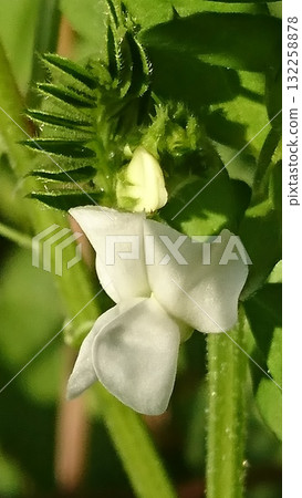 白花野豌豆(White-flowered vetch)/春季野花和自然風景 白花野豌豆(White-flowered vetch)/春季野花和自然風景 132258878