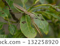 Large praying mantis on an avocado leaf Large praying mantis on an avocado leaf 132258920