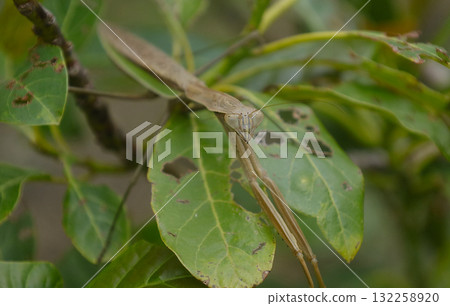 Large praying mantis on an avocado leaf Large praying mantis on an avocado leaf 132258920