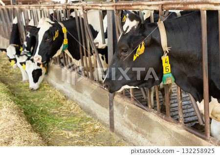 Cows feeding on hay in barn Cows feeding on hay in barn 132258925