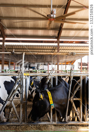 Cows feeding on hay in barn 132258926