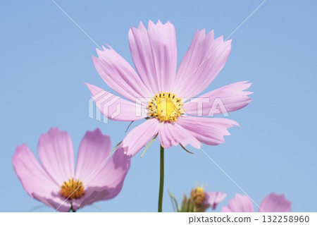 Beautiful cosmos against the blue sky Beautiful cosmos against the blue sky 132258960