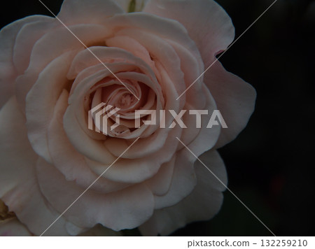 A beautiful white rose, "French Lace," bloomed in June after the rain. A beautiful white rose, "French Lace," bloomed in June after the rain. 132259210