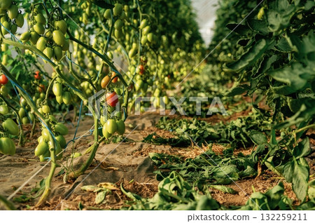 Tomatoes growing in the greenhouse at daytime under sunlight 132259211