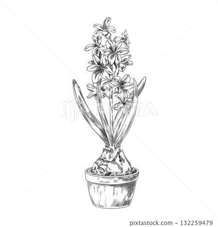 Hyacinth flower with leaves grows from bulb in the pot with soil vector sketch, hand drawn engraved spring blossom plant Hyacinth flower with leaves grows from bulb in the pot with soil vector sketch, hand drawn engraved spring blossom plant 132259479