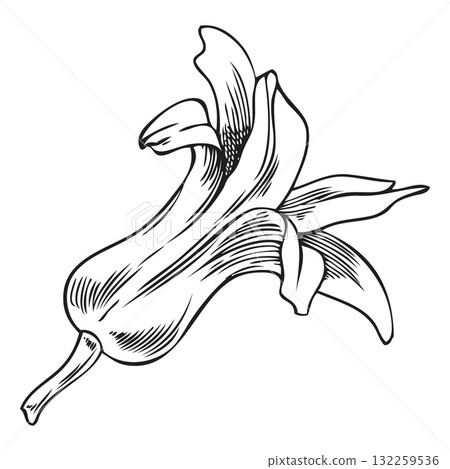 Hyacinth flower bell-shaped bud engraved sketch, hand drawn spring blossom plant, blooming herb botanical ink vector Hyacinth flower bell-shaped bud engraved sketch, hand drawn spring blossom plant, blooming herb botanical ink vector 132259536