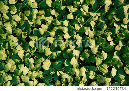 Under sunlight. Close up view of bunch of leaves that are growing on the agricultural field Under sunlight. Close up view of bunch of leaves that are growing on the agricultural field 132259784