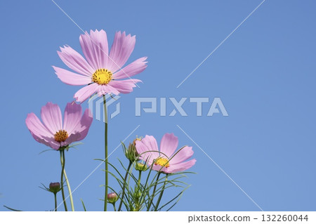 藍天映襯下的美麗波斯菊 132260044