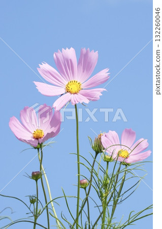 藍天映襯下的美麗波斯菊 132260046