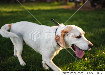 Joyful dog exploring a green park during golden hour Joyful dog exploring a green park during golden hour 132260047