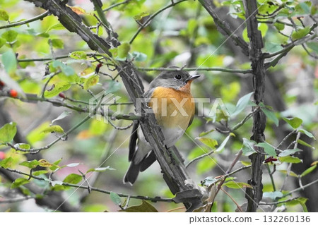 A mulberry tree perched on a branch 132260136