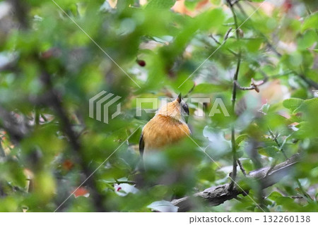 A mulberry tree perched on a branch 132260138