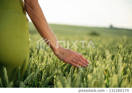 Close up view of woman hand that is touching the wheat that is growing on the agricultural field Close up view of woman hand that is touching the wheat that is growing on the agricultural field 132260174