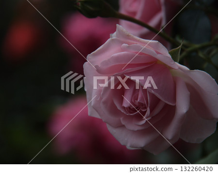 六月「家居與花園」盛開的美麗粉紅玫瑰 132260420
